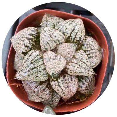 China Emelyae Potted Cactus Plant Haworthia Succulents Cute Natural Eco Friendly Korea Haworthia Real Succulents For Indoor Decorate for sale