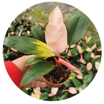 China Wholesale Environmental Friendly Green Plants Indoor Air Plants Philodendron Rose Princess Live Succulent For Decorate Natural Plants for sale