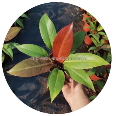 China Environmental Friendly Ornamental Plants Philodendron Prince Indoor Plants Succulents Orange Plants For Home Decorate for sale