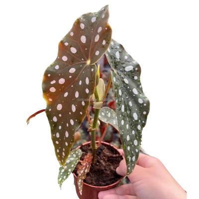 China Environmental Friendly Begonia Maculata Plants Live Begonia Succulent Indoor Plants And Succulents For Indoor Decorate for sale