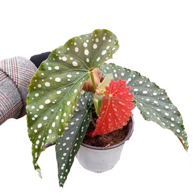 China Environmental Friendly Pink Begonia Maculata Plants Live Pink Polka Dots Succulent Indoor Pink Begonia Plants And Succulents For Indoor Decorate for sale