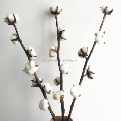 China Wholesale Natural Decoration Cotton Boll Stem Cotton Branch Spray Stem for sale