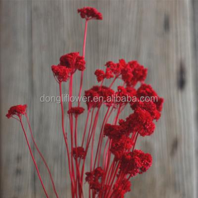 China Decoration Dried Yarrow Flower Natural Plant For Flower Arrangement for sale