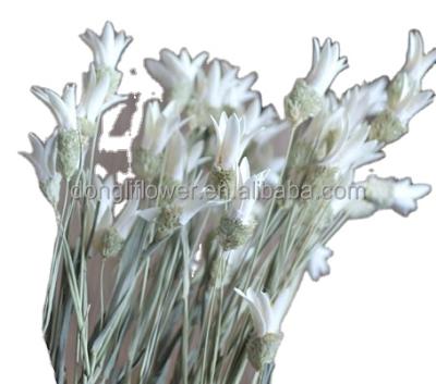 China Craft Project Artificial Lilium Lily Flower and Dried Flower Craft for sale