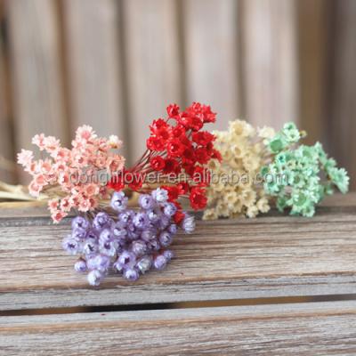 China Top Hot Selling Beautiful Daisy Natural Magic Star Mini Flower Wildflower J6115 for sale