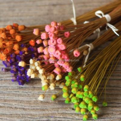 China Small Mini Flower Natural Mikado Flower Dried Brazil Pineapple Wildflower for sale