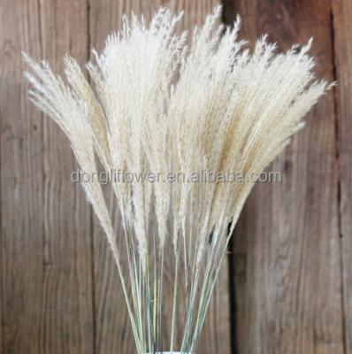 China Natural reed phragmites crafts simulation rush pampas australis grass for sale