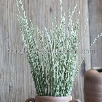 China Decoration Dried Wild Owl Wheat Grass, Dried Arrow Grass, Dried Fan Grass for sale