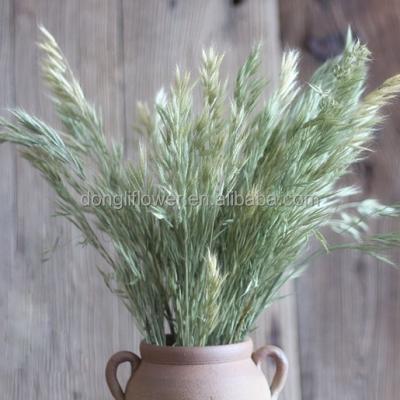 China Oat Grass Decoration Dried Natural Green Cereal Small For Decor for sale