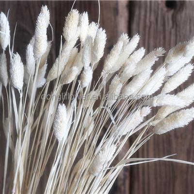 China Decoration Hares Rabbit Tail Natural Dry Grass Phallis Jewelry For Flower Arrangements for sale