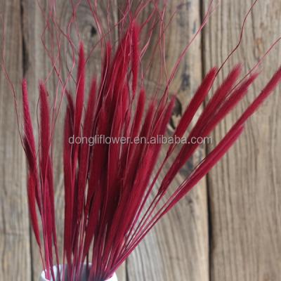 China Real Dry Pennisetum Grass Dried Natural Chinese Pennisetum Grass Cat's Tail Wolf Tail Grass for sale