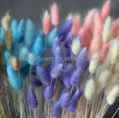 China Natural Colorful Dry Rabbit Tail Grass Lagurus Ovatus Flower Home Decor by Natural Flower. for sale