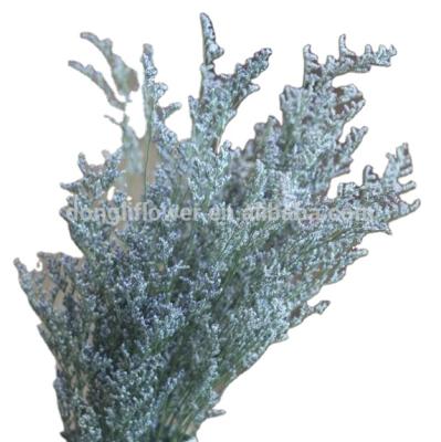 China Decoration Preserved Natural Limonium Vulgare Herb Statice Caspia Flower Wholesale for sale