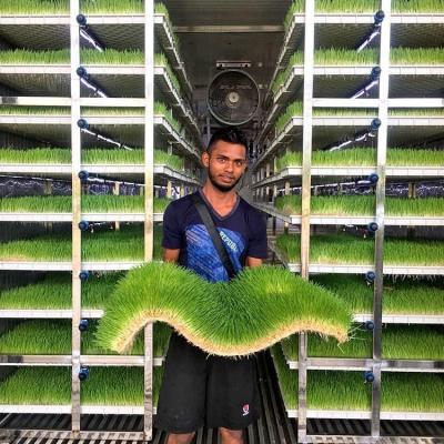 China Steel Plate Container Farm Barley Grass Greenhouse With Fodder Growing System Greenhouse For Cattle Goats Sheep for sale