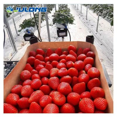 China Simple Structure And Easy Assemly Turnkey Solution Glass Cutter Greenhouse for sale