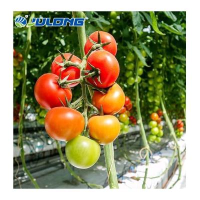 China Easy low cost assemly tunnel multi span tunnel hydroponics tomatoes growing system film greenhouse for sale for sale