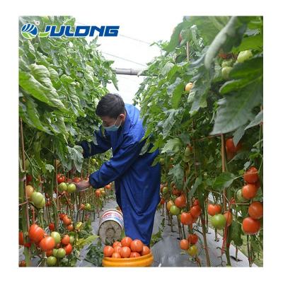 China Polytunnel Multi-span Steel Structure Plastic Film Hydroponics Single Structure And Easy Agricultural Tomato / Strawberry Assembled Greenhouse for sale