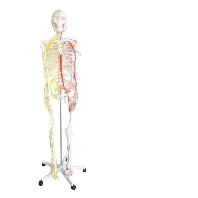 China All human skeleton model with neurovascular Life Size Skeleton with Spinal Nerves Muscle Insertion Human Skeleton Model for sale