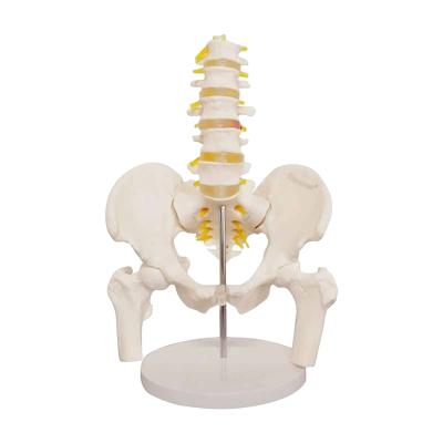 China Adult PVC Anatomical Skeleton Model Lumbar Spine Models With Pelvic Floor for sale