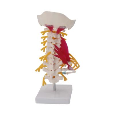 Cina Vertebre cervicali Colonna vertebrale Modello 3d Arteria Nervi personalizzati in vendita