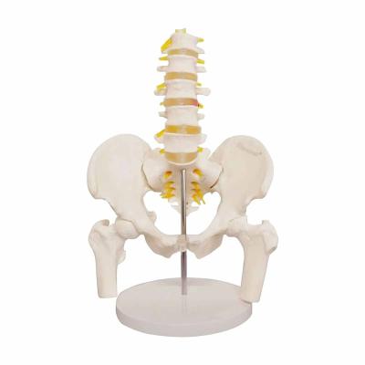 China Medisch Lumbal Spine Bekken Anatomisch Skelettemodel Wervelkolom 3D Te koop