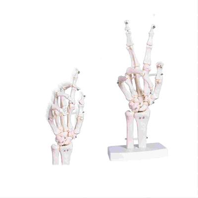 China Mensenlevensgrootte 3d Hand Skelet Mode Flexibel voor medische demonstratie Te koop