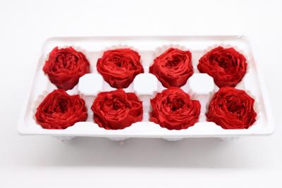 Cina 4-5cm  Austin Flower Rose Head Preserved Long Lasting Eternal Rose For Wedding Decoration in vendita