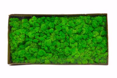 China Preserved Moss wall decoration interior decoration beautiful stabilized preserved reindeer moss en venta