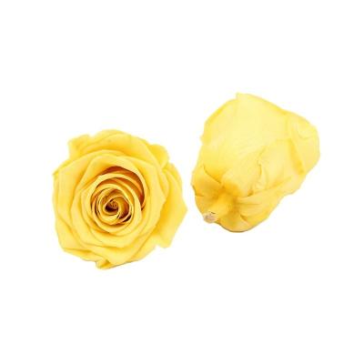 China Cabezas de flor de oro de DIY Rose amarilla los 4-5cm para la decoración interior en venta