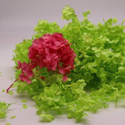 Chine Tiges préservées vertes rouges d'hortensia pour épouser la décoration à vendre