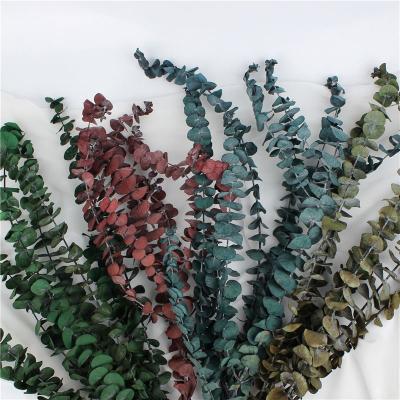 China Long Lasting Dried Eucalyptus Leaves , Dried Eucalyptus Decor Eternal Life for sale