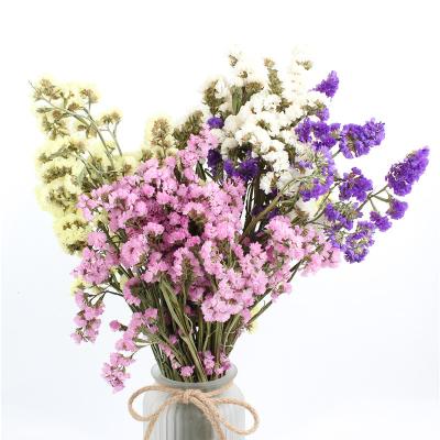 China Forget Me Not Limonium Statice Flower , Everlasting Preserved Fresh Flower for sale