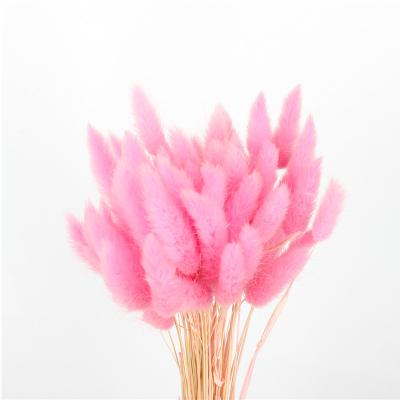 China 100% Natural Dried Rabbit Tail Grass , Pretty Dried Flowers Keep Freshness for sale