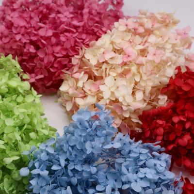 Chine La belle vente en gros préservée multicolore de bouquet d'hortensia de fleur a préservé la grande feuille préservée par feuillage à vendre