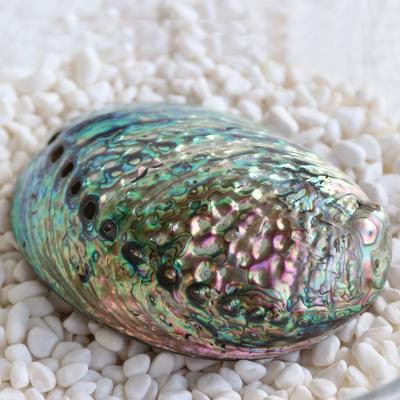 China New Zealand Abalone Shell Natural Shell &Conch Decoration Nautical Polishing 10-15cm Home Aquarium Landscaping For Burning Sage Shell for sale