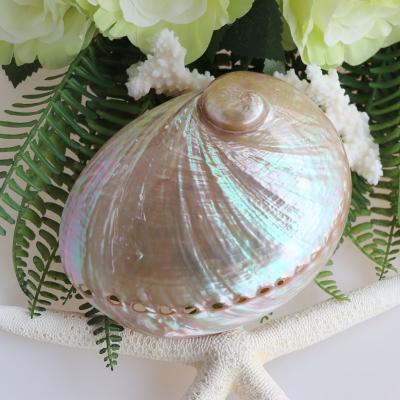 China Home Decoration 10-12cm Australian White Abalone &Conch Shell Natural Shell Nautical Sea Beach Wedding Landscape Polishing for sale