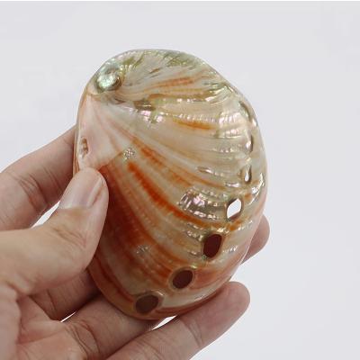 China Home Decoration 5-9cm Nautical Polishing Wedding Landscape Decor Small Abalone Flower &Red Conch Shell Natural Shell Burning Sage Shell for sale