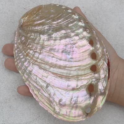 China Polishing 9-13cm Nautical Shell White &Conch Chinese Abalone Decoration Home Aquarium Aquarium Landscaping For Burning Sage Shell for sale