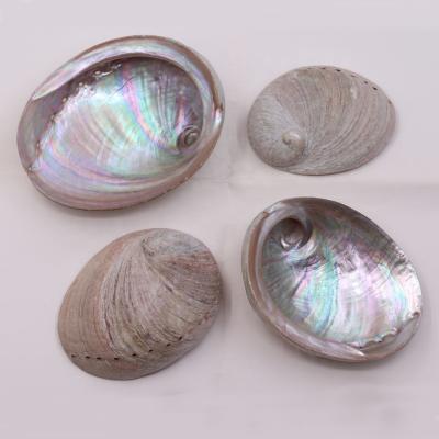 China Raw White Abalone 9-16cm Natural Nautical Australia Shell For Burning Sage for sale