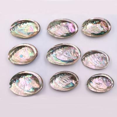 China Raw Chinese Abalone 7-13cm Natural Nautical Shell for Burning Sage for sale