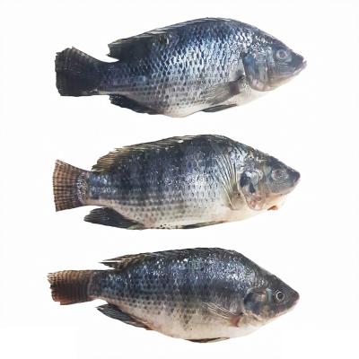 China Vitamin B Complex Quality Taiwan Tilapia Frozen Fish For Seafood Cooking for sale