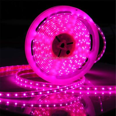 China LANDSCAPE Factory 12V 300leds 5M 12V pink purple 24V SMD5050 led flex strips for sale