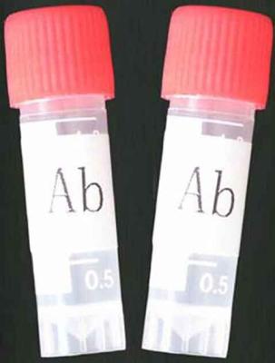 Chine Anticorps monoclonal aux barbiturates (BARRE) à vendre