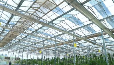 China Customizable  Patterned Glass for Building Greenhouse for Vegetables and Flowers à venda