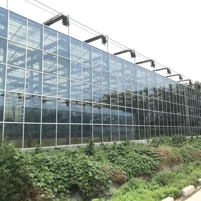 China 4mm Superior Tempered Pattern Greenhouse Roof  Glass for Vagetables and Plants Te koop