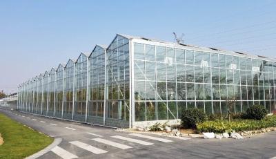 Chine 4mm Toughened Glass for  Vegetable Plants Growing Greenhouse and Garden Glass House à vendre