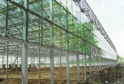 China 4mm Toughened Glass for  Vegetable Plants Growing Greenhouse Te koop