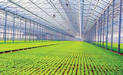 China 4mm Toughened Vegetable Plants Growing Greenhouse Te koop