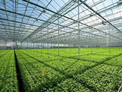 China Tempered Vegetable Plants Growing Greenhouse Te koop