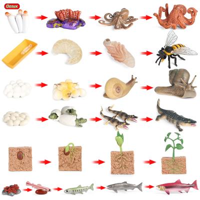 China Toy Oenux Wholesale Toy Oenux Wholesale Miniature Plastic Model Educational Toy Newest Animals Growth Life Cycle Animal Growth Cycle Stock Numbers Collection PVC for sale